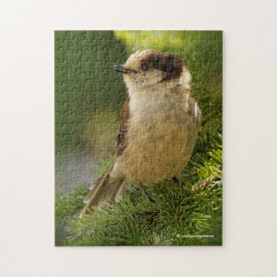 Cute Canada Jay / Grått Jay / Whiskeyjack Pussel