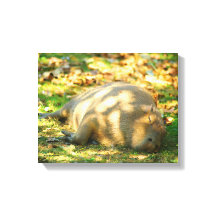Cute Capybara Dreams i Sommaren Sol