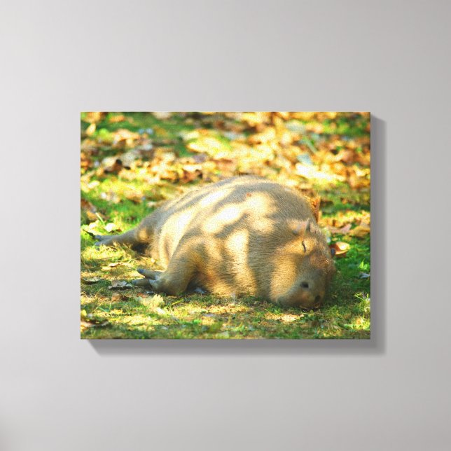 Cute Capybara Dreams i Sommaren Sol Canvastryck (Framsida)