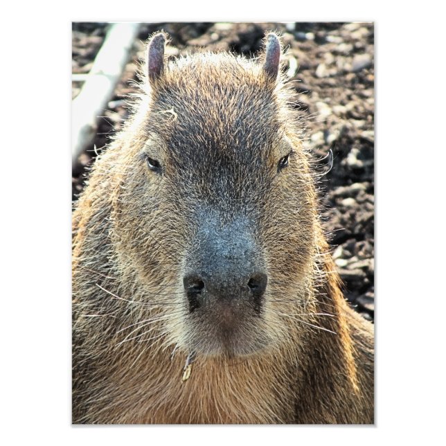 CUTE CAPYBARA FOTOTRYCK (Framsidan)