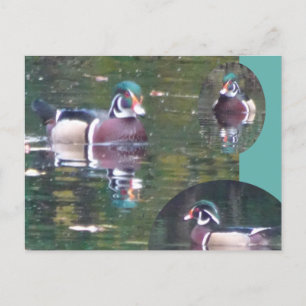 Cute Carolina Anka DIY-vykort Vykort