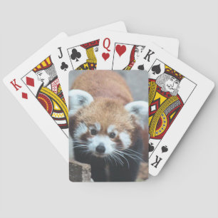 Cute Casinokort