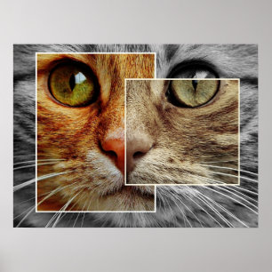 Cute Cat Ansikte Collage Poster
