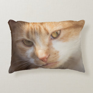 Cute Cat Ansikte på en Prydnadskudde