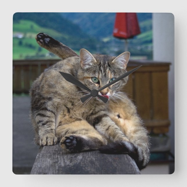 Cute Cat avbröts under grooming Fyrkantig Klocka (Framsida)
