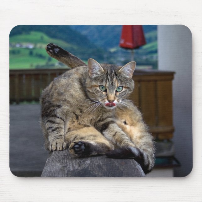 Cute Cat avbröts under grooming Musmatta (Framsidan)