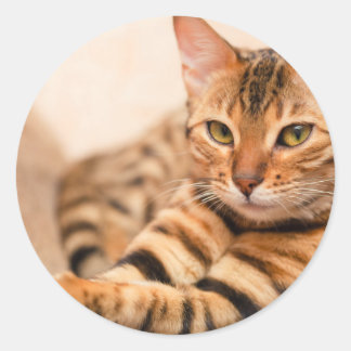 Cute Cat Classic Round Sticker, Glossy Runt Klistermärke