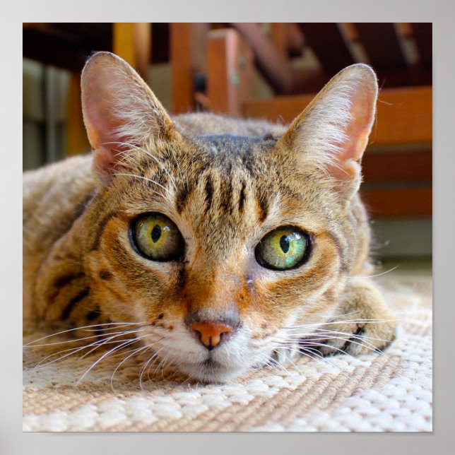 Cute Cat Close-up small poster (Framsidan)