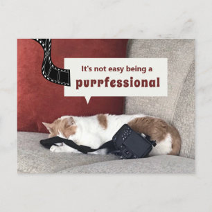 Cute Cat "Det är inte lätt att vara yrkesman" Vykort