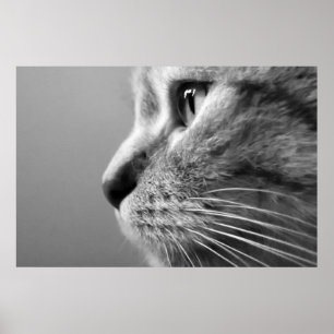 cute cat face poster