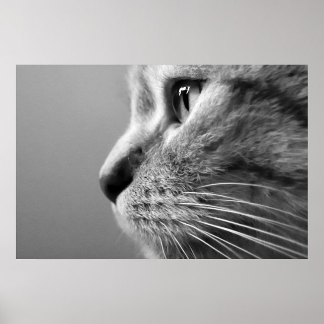 cute cat face poster (Framsidan)