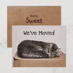 Cute Cat Grått som sover på boxens Flytta Kort