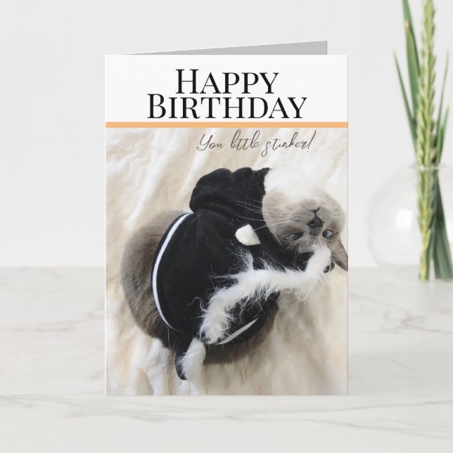 Cute Cat in Skunk Costume Birthday Greeting Card Kort (Framsida)