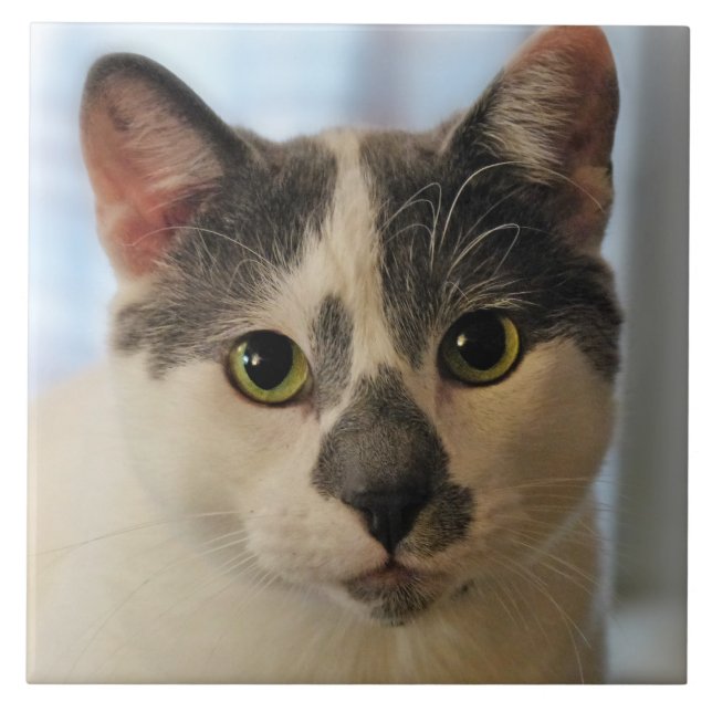 Cute Cat Kakelplatta (Framsidan)