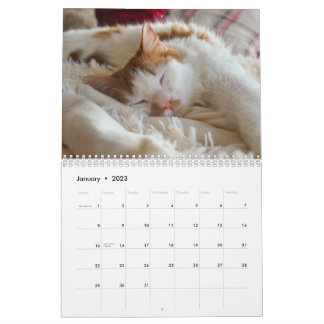 Cute Cat & Kitten 2023 Calendar Kalender