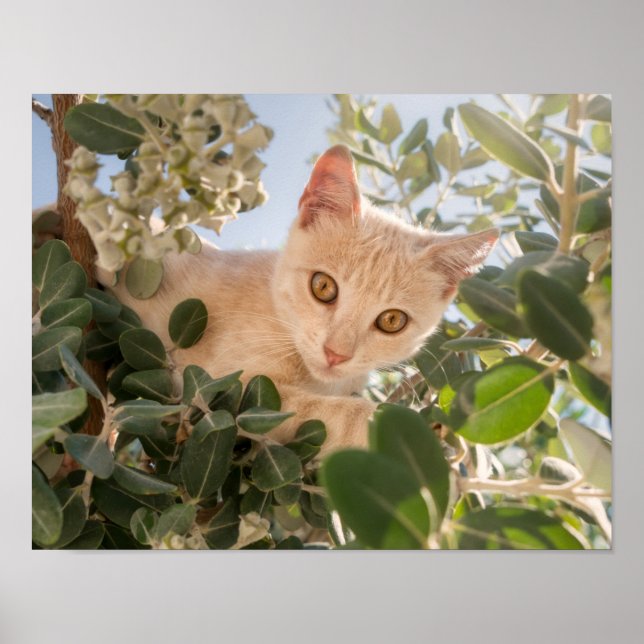 Cute Cat Kitten klättrar i ett Eucalyptus Träd - Poster (Framsidan)
