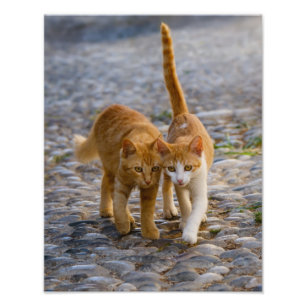 Cute Cat Kittens Walk samma Väg - Paperprint Fototryck