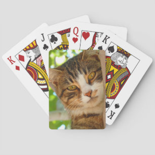 Cute Cat klättrar i Träd Casinokort