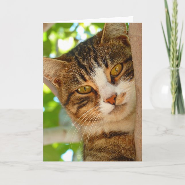 Cute Cat klättrar i Träd Kort (Framsida)