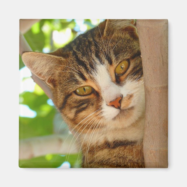 Cute Cat klättrar i Träd Magnet (Framsidan)