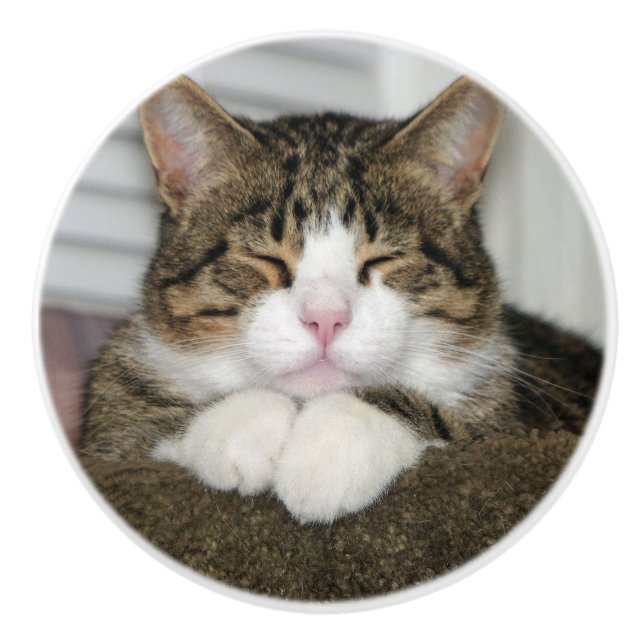 Cute Cat Knopp (Framsidan)