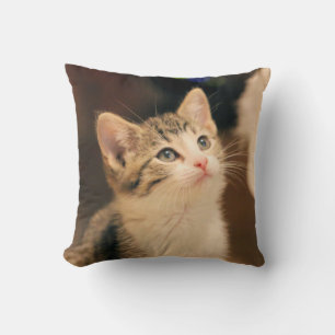 Cute cat kudde