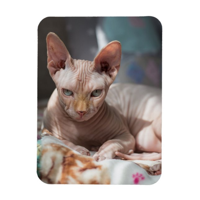 Cute Cat Lounging utan Päls Magnet (Vertikal)