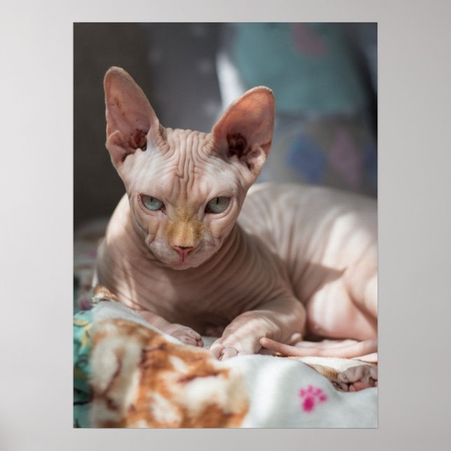 Cute Cat Lounging utan Päls Poster (Framsidan)