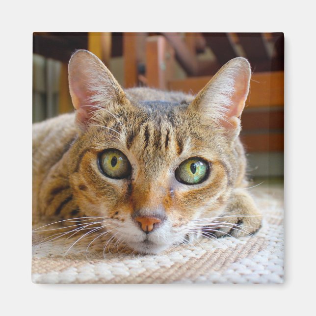 Cute Cat magnet (Framsidan)