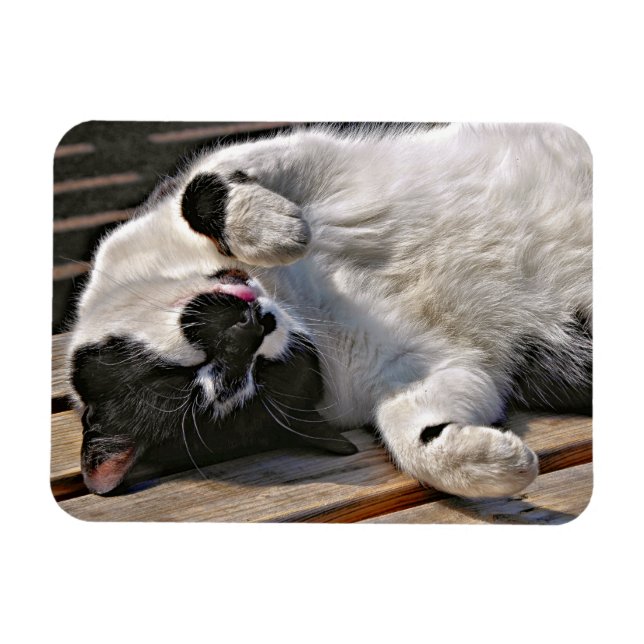 CUTE CAT MAGNET (Horisontell)