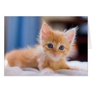 Cute Cat med blå Ögon Hälsningskort
