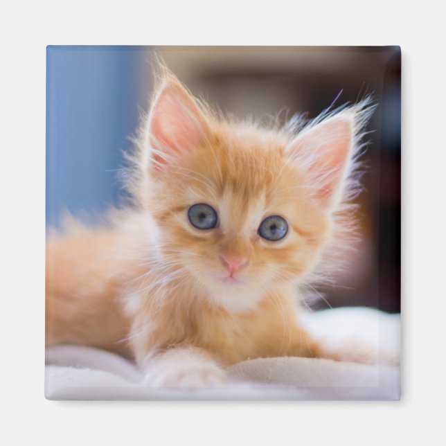 Cute Cat med blå Ögon Magnet (Framsidan)