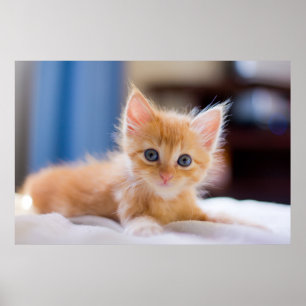 Cute Cat med blå Ögon Poster