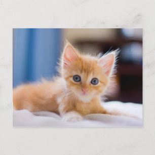Cute Cat med blå Ögon Vykort