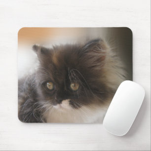 Cute Cat Musmatta