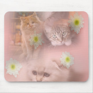 Cute cat musmatta