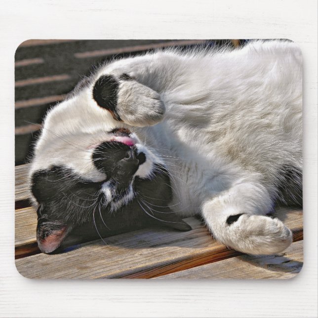 CUTE CAT MUSMATTA (Framsidan)