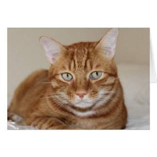 Cute cat OBS kort