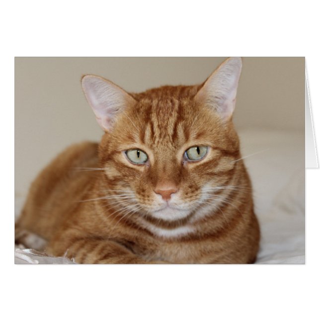 Cute cat OBS kort (Framsidan Horizontal)