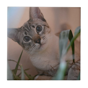 Cute Cat Photo Porträtt Kakelplatta