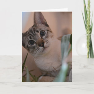 Cute Cat Photo Porträtt Kort