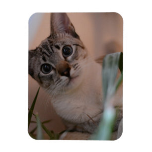 Cute Cat Photo Porträtt Magnet
