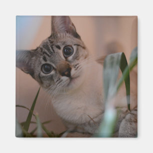 Cute Cat Photo Porträtt Magnet