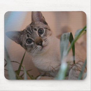 Cute Cat Photo Porträtt Musmatta