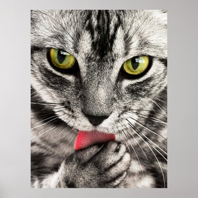 Cute Cat Porträtt Poster (Framsidan)