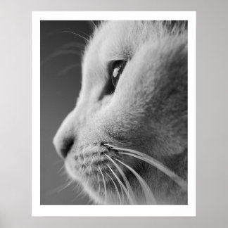 Cute cat-profil porträtt - svartvitt poster