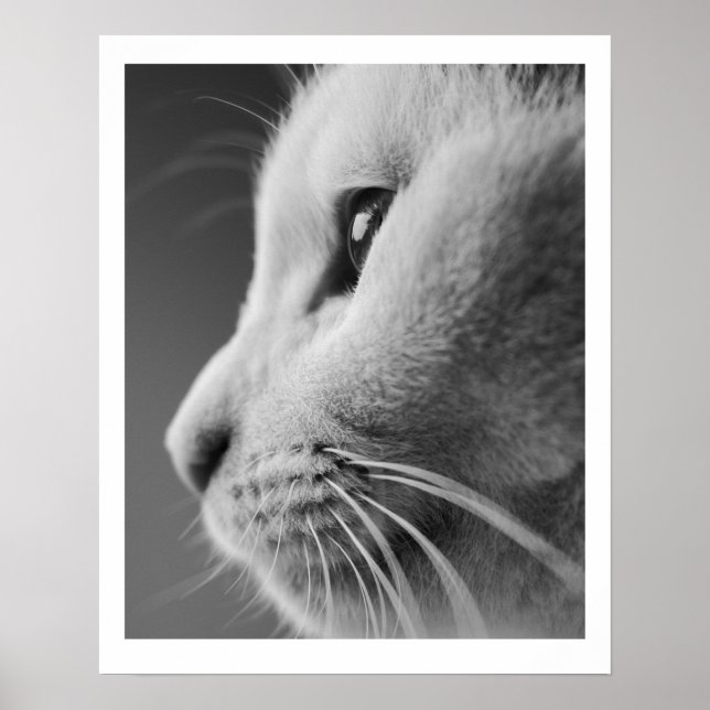 Cute cat-profil porträtt - svartvitt poster (Framsidan)