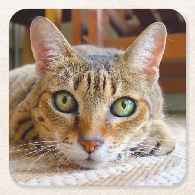 Cute Cat underlägg Papper Kvadrat (Framsidan)