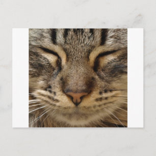 Cute Cat @ ZooTees Vykort