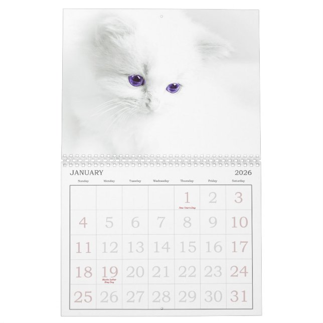 Cute Cats Calendar Kalender (Jan 2026)